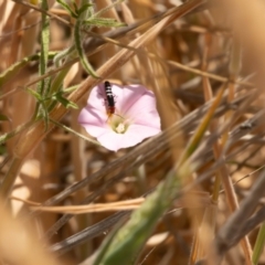 Carphurini sp. (tribe) (Soft-winged flower beetle) at Gungaderra Grassland (GUN_6) - 12 Nov 2023 by pixelnips