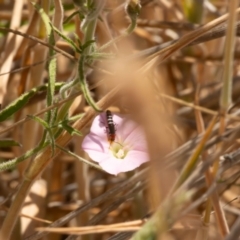 Carphurini sp. (tribe) at Gungaderra Grassland (GUN_6) - 13 Nov 2023 10:53 AM