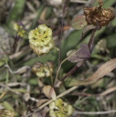 Trifolium campestre (Hop Clover) at Fraser, ACT - 7 Nov 2023 by kasiaaus