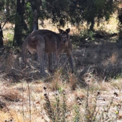 Macropus giganteus (Eastern Grey Kangaroo) at Mount Majura - 13 Nov 2023 by abread111