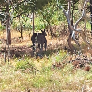 Macropus giganteus at Mount Majura - 13 Nov 2023