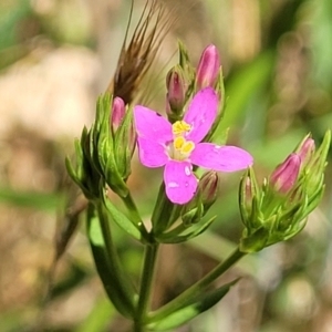 Centaurium sp. at Bruce Ridge to Gossan Hill - 13 Nov 2023