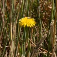 Unidentified Bee (Hymenoptera, Apiformes) at Gungaderra Grassland (GUN_6) - 13 Nov 2023 by pixelnips