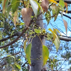 Brachychiton populneus subsp. populneus (Kurrajong) at Watson, ACT - 13 Nov 2023 by abread111