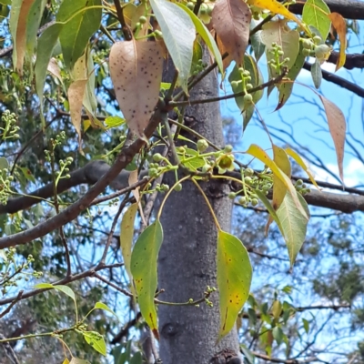 Brachychiton populneus subsp. populneus (Kurrajong) at Watson, ACT - 13 Nov 2023 by abread111