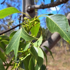 Brachychiton populneus subsp. populneus at Mount Majura - 13 Nov 2023