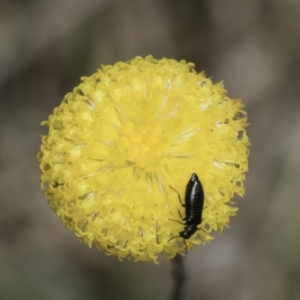 Leptorhynchos squamatus subsp. squamatus at Dunlop Grassland (DGE) - 7 Nov 2023 12:53 PM