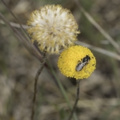 Leptorhynchos squamatus subsp. squamatus at Dunlop Grassland (DGE) - 7 Nov 2023 12:53 PM