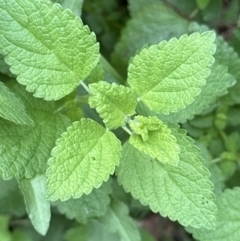 Melissa officinalis (Lemon Balm, Common Balm) at Kangaroo Valley, NSW - 13 Nov 2023 by lbradleyKV