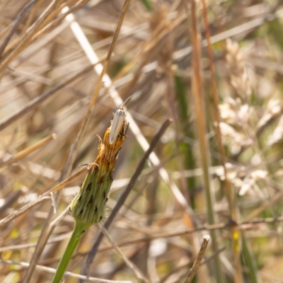 Lepidoptera unclassified ADULT moth (Unidentified - Moth) at Gungaderra Grassland (GUN_6) - 13 Nov 2023 by pixelnips