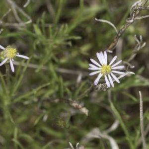 Vittadinia muelleri at Dunlop Grassland (DGE) - 7 Nov 2023