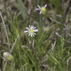 Vittadinia muelleri at Dunlop Grassland (DGE) - 7 Nov 2023