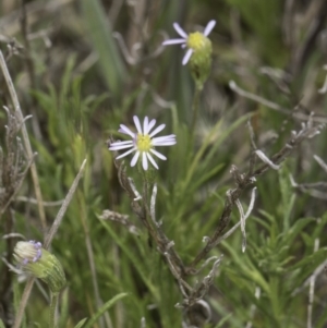 Vittadinia muelleri at Dunlop Grassland (DGE) - 7 Nov 2023