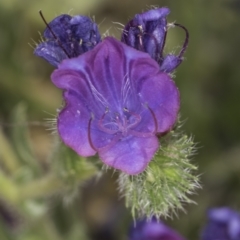 Echium plantagineum (Paterson's Curse) at Dunlop Grassland (DGE) - 7 Nov 2023 by kasiaaus