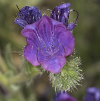 Echium plantagineum (Paterson's Curse) at Dunlop Grasslands - 7 Nov 2023 by kasiaaus