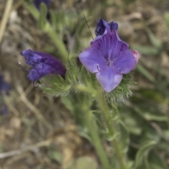 Echium plantagineum at Dunlop Grassland (DGE) - 7 Nov 2023