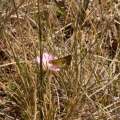 Taractrocera papyria (White-banded Grass-dart) at Crace, ACT - 13 Nov 2023 by pixelnips