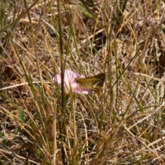 Taractrocera papyria at Gungaderra Grassland (GUN_6) - 13 Nov 2023