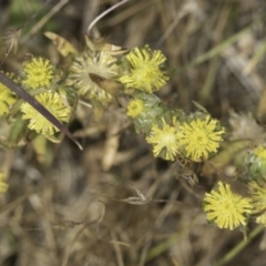 Triptilodiscus pygmaeus (Annual Daisy) at Dunlop Grasslands - 7 Nov 2023 by kasiaaus