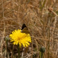 Trapezites luteus (Yellow Ochre, Rare White-spot Skipper) at Gungaderra Grassland (GUN_6) - 13 Nov 2023 by pixelnips