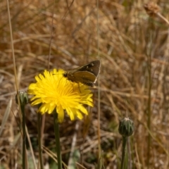 Trapezites luteus at Gungaderra Grassland (GUN_6) - 13 Nov 2023 11:21 AM