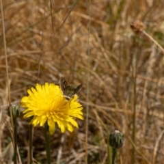 Trapezites luteus at Gungaderra Grassland (GUN_6) - 13 Nov 2023 11:21 AM