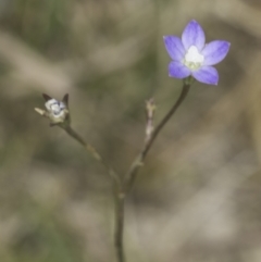 Wahlenbergia sp. (Bluebell) at Dunlop Grassland (DGE) - 7 Nov 2023 by kasiaaus