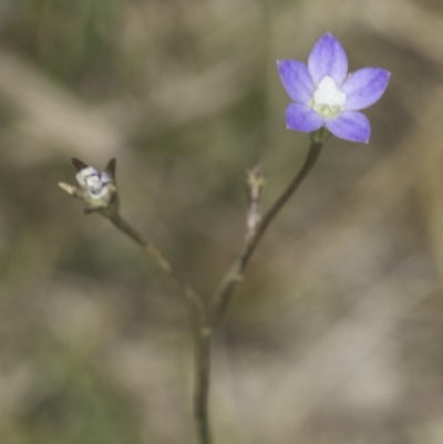 Wahlenbergia sp. (Bluebell) at Dunlop Grassland (DGE) - 7 Nov 2023 by kasiaaus