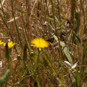 Taractrocera papyria at Gungaderra Grassland (GUN_6) - 13 Nov 2023