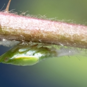 Philagra sp. (genus) at Higgins, ACT - suppressed