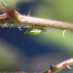 Philagra sp. (genus) at Higgins, ACT - suppressed