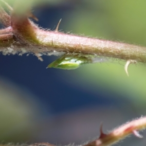 Philagra sp. (genus) at Higgins, ACT - suppressed