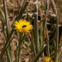 Lasioglossum (Chilalictus) sp. (genus & subgenus) (Halictid bee) at Gungaderra Grassland (GUN_6) - 13 Nov 2023 by pixelnips