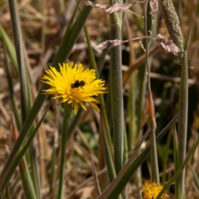 Lasioglossum (Chilalictus) sp. (genus & subgenus) (Halictid bee) at Gungaderra Grassland (GUN_6) - 13 Nov 2023 by pixelnips