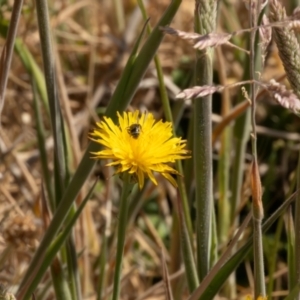 Lasioglossum (Chilalictus) sp. (genus & subgenus) at Gungaderra Grassland (GUN_6) - 13 Nov 2023