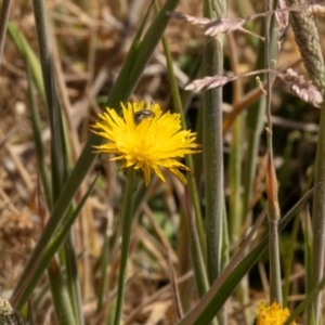 Lasioglossum (Chilalictus) sp. (genus & subgenus) at Gungaderra Grassland (GUN_6) - 13 Nov 2023