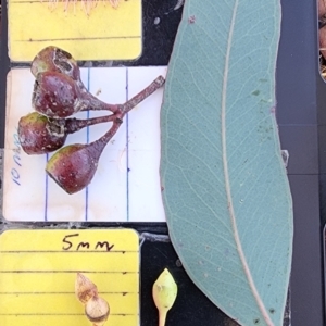 Eucalyptus sideroxylon subsp. sideroxylon at Garran, ACT - 13 Nov 2023 01:44 PM