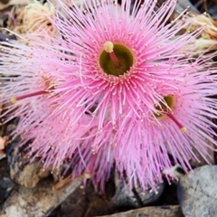 Eucalyptus sideroxylon subsp. sideroxylon at Garran, ACT - 13 Nov 2023 01:44 PM