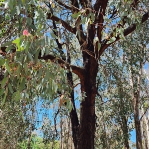 Eucalyptus sideroxylon subsp. sideroxylon at Garran, ACT - 13 Nov 2023 01:44 PM