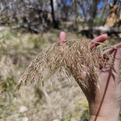 Phragmites australis (Common Reed) at Captains Flat, NSW - 13 Nov 2023 by Csteele4
