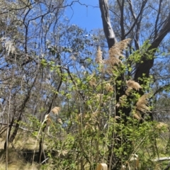 Phragmites australis at QPRC LGA - 13 Nov 2023