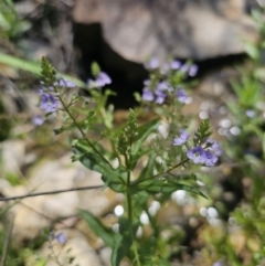 Veronica anagallis-aquatica (Blue Water Speedwell) at QPRC LGA - 13 Nov 2023 by Csteele4