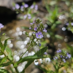 Veronica anagallis-aquatica at QPRC LGA - 13 Nov 2023 01:36 PM