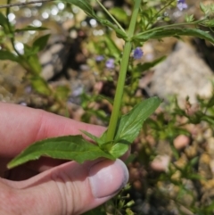 Veronica anagallis-aquatica at QPRC LGA - 13 Nov 2023 01:36 PM