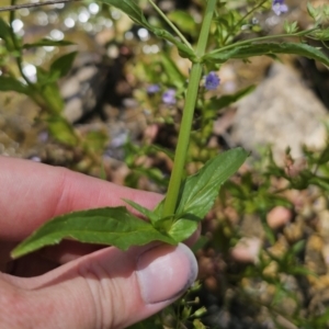 Veronica anagallis-aquatica at QPRC LGA - 13 Nov 2023