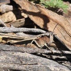 Cryptobothrus chrysophorus at QPRC LGA - 13 Nov 2023