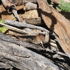 Cryptobothrus chrysophorus at QPRC LGA - 13 Nov 2023