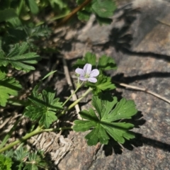 Geranium potentilloides (Soft Crane's-bill) at QPRC LGA - 13 Nov 2023 by Csteele4