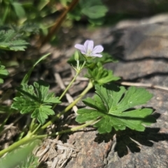 Geranium potentilloides at QPRC LGA - 13 Nov 2023 01:34 PM