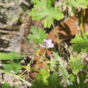 Geranium potentilloides at QPRC LGA - 13 Nov 2023 01:34 PM